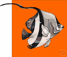 angelfish - a butterfly fish of the genus Pomacanthus