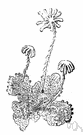 liverwort - any of numerous small green nonvascular plants of the class Hepaticopsida growing in wet places and resembling green seaweeds or leafy mosses