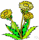 dandelion - any of several herbs of the genus Taraxacum having long tap roots and deeply notched leaves and bright yellow flowers followed by fluffy seed balls
