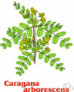 caragana - any plant of the genus Caragana having even-pinnate leaves and mostly yellow flowers followed by seeds in a linear pod