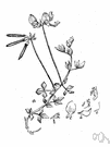 bird's foot trefoil - Old World herb related to fenugreek