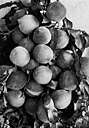 Amygdalaceae - used in former classifications for plum and peach and almond trees which are now usually classified as members of the genus Prunus