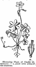 violet wood sorrel - perennial herb of eastern North America with palmately compound leaves and usually rose-purple flowers