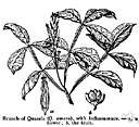 Simarouba amara - tree of the Amazon valley yielding a light brittle timber locally regarded as resistant to insect attack