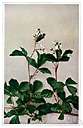 Pachysandra procumbens - low semi-evergreen perennial herb having small spikes of white or pinkish flowers