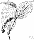 true pepper - any of various shrubby vines of the genus Piper