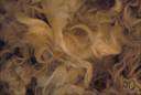 animal fiber - fiber derived from animals