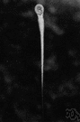 Petromyzon - typical lampreys
