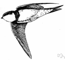 Bank martin - swallow of the northern hemisphere that nests in tunnels dug in clay or sand banks