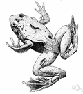 goliath frog - largest living frog