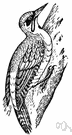 Picus - type genus of Picidae