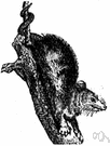 Didelphis marsupialis - omnivorous opossum of the eastern United States