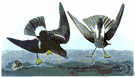 Oceanites - a genus of Hydrobatidae