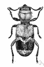 clerid beetle - predacious on other insects