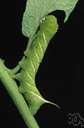 tomato hornworm - large green white-striped hawkmoth larva that feeds on tomato and potato plants