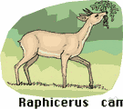 Raphicerus campestris - small plains antelope of southeastern Africa
