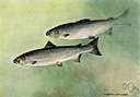 Atlantic salmon - found in northern coastal Atlantic waters or tributaries