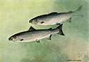 Salmo salar - found in northern coastal Atlantic waters or tributaries