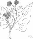 greater burdock - burdock having heart-shaped leaves found in open woodland, hedgerows and rough grassland of Europe (except extreme N) and Asia Minor