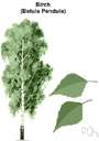 downy birch