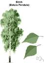 white birch - European birch with dull white to pale brown bark and somewhat drooping hairy branches