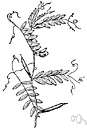genus Vicia