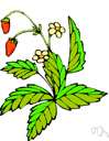wild strawberry