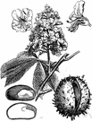 Aesculus hippocastanum - tree having palmate leaves and large clusters of white to red flowers followed by brown shiny inedible seeds