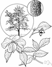 common white dogwood - deciduous tree