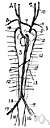 venous - of or contained in or performing the function of the veins