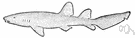 Ginglymostoma - nurse sharks