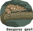 genus Dasyurus - type genus of the family Dasyuridae: native cats