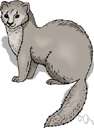 marten cat
