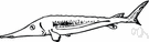 sturgeon - large primitive fishes valued for their flesh and roe