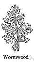 Roman wormwood - European wormwood