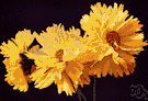 coreopsis - any of numerous plants of the genus Coreopsis having a profusion of showy usually yellow daisylike flowers over long periods