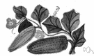 Momordica - Old World tropical vine