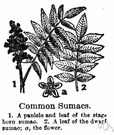 shining sumac - common nonpoisonous shrub of eastern North America with compound leaves and green paniculate flowers followed by red berries