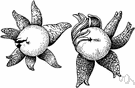 Astreus hygrometricus - a common species of earthstar widely distributed in sandy soil