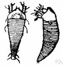 rust mite - any of several varieties of mite that burrow into plants and cause a reddish-brown discoloration on the leaves or fruit