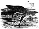 European curlew - common Eurasian curlew