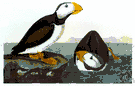 Fratercula corniculata - northern Pacific puffin
