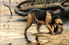 otter hound - hardy British hound having long pendulous ears and a thick coarse shaggy coat with an oily undercoat