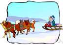 sled dog