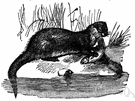 Lutra lutra - otter found in Europe and Asia