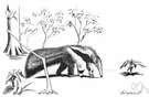 Myrmecophaga - type genus of the Myrmecophagidae