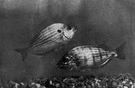 Lagodon rhomboides - similar to sea bream