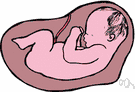 navel - a scar where the umbilical cord was attached