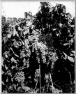 Thompson seedless - seedless green table grape of California