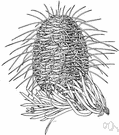 Santa Lucia fir - a pyramidal fir of southwestern California having spiny pointed leaves and cone scales with long spines